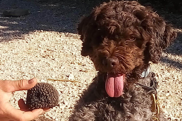 Lagotto